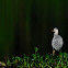 Gray Heron