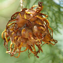 Cedar-Hawthorn Rust
