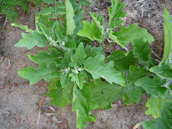 Spotting Image 1