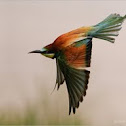 European Bee-eater