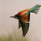 European Bee-eater