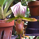 Ladies Slipper Orchid