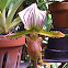 Ladies Slipper Orchid