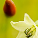 Siling-labuyo (fruit and flower)