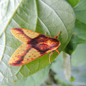 Polilla