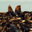 South African Seals