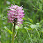 Orchis singe