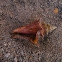 Fighting Conch