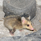 Zarigüeya - Chucha - Andean White-eared Opossum