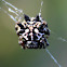 Jewel Spider