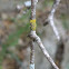 Lichen