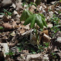 Mayapple