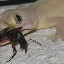 Yellow-green House Gecko