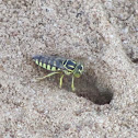 Sand wasp / Horse guard wasp