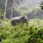 Indian elephant
