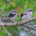 Loggerhead Shrike