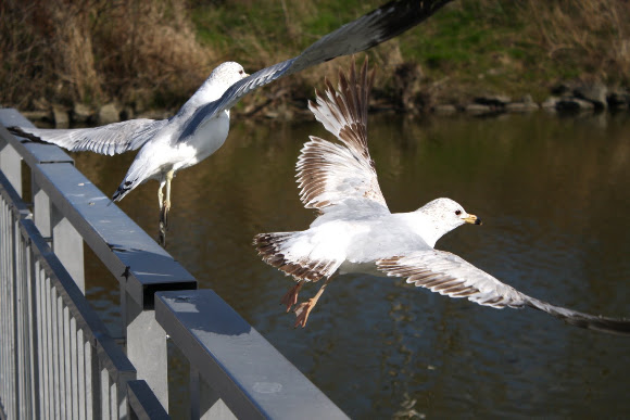 Spotting Image 1