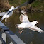 American Herring Gull