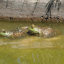 American bullfrog
