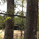 Pignut Hickory