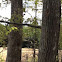 Pignut Hickory
