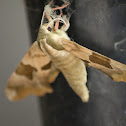 hawk moth