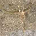 Brittle star
