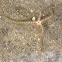 Brittle star