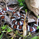 Eastern Milk Snake