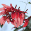 Flor de Ceibo