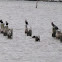 Double-crested Cormorant?
