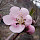 Flor