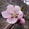 Flor