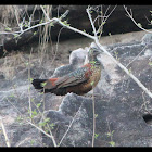Painted Spurfowl