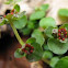Golden Saxifrage