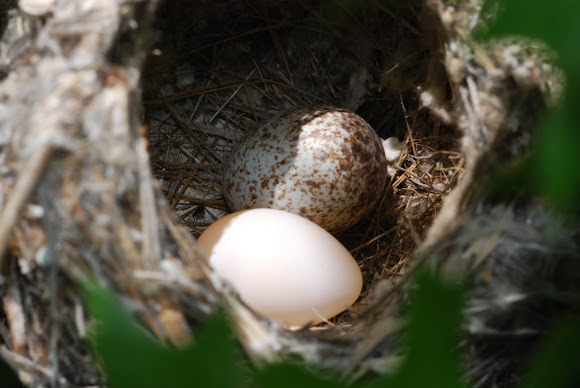 Spotting Image 1