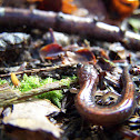redback salamanders