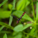 Hover fly