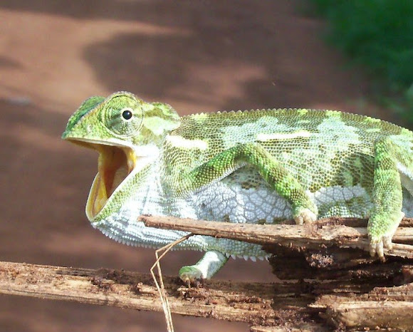 Spotting Image 1