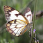 Meadow White
