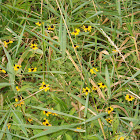 Black-Eyed Susan