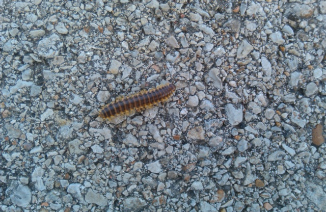 Millipede