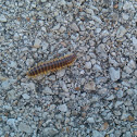 Millipede