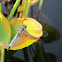 Blue Dasher Dragonfly