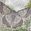 White Lopper Moth