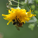 Tricolored Bumble Bee