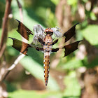 Common Whitetail