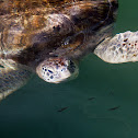 Green Sea Turtle