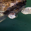 Green Sea Turtle