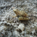 Southern Cricket Frog
